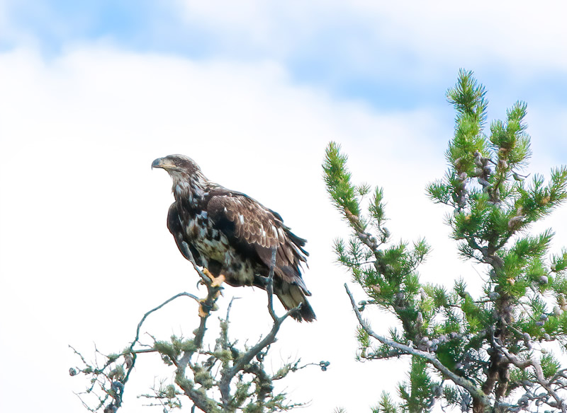 Sentery Duty by Liz Hextall